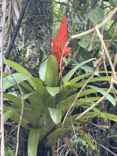 Guzmania berteroniana, photograph 6