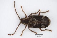 Ptinomorphus imperialis