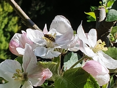 Syrphus ribesii