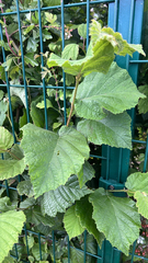 common hazel