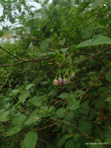 Vassobia breviflora, photograph 3