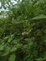 (c) Marcos Gramaglia, some rights reserved (CC BY) Vassobia breviflora, photograph (c) Marcos Gramaglia, some rights reserved (CC BY)