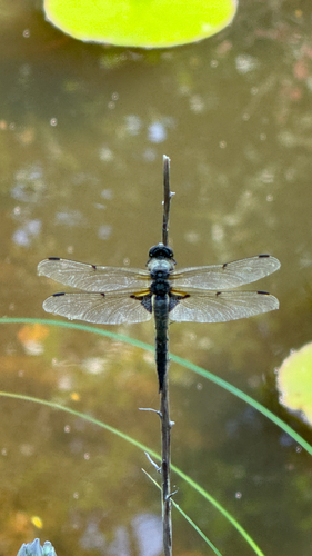 Four-spotted Skimmer