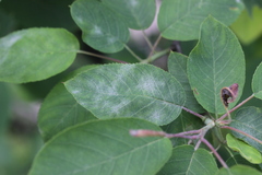 Podosphaera amelanchieris