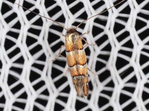 Chrysaster ostensackenella photo 4