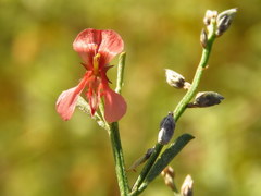 Indigofera leptocarpa