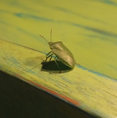 Nezara viridula