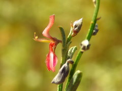 Indigofera leptocarpa