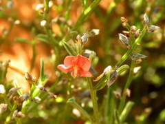 Indigofera leptocarpa