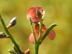 Indigofera leptocarpa