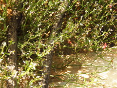 Indigofera leptocarpa