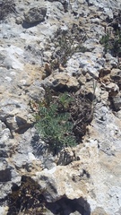 Seseli gummiferum