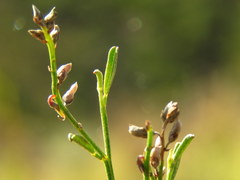 Indigofera leptocarpa