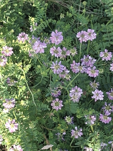 purple crownvetch