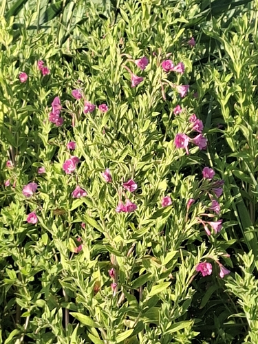 Great Willowherb