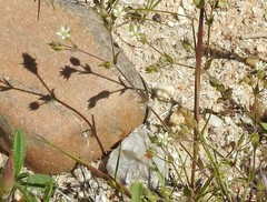 Arenaria serpyllifolia