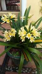 Clivia miniata citrina