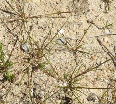 Festuca delicatula