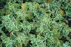 Mesembryanthemum crystallinum
