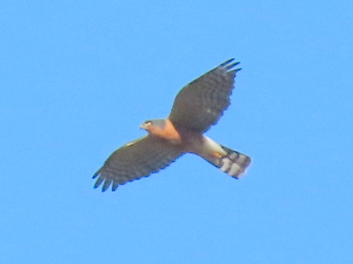 iNaturalist image