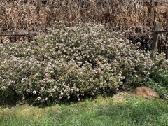 Daphne × burkwoodii