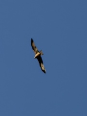 Red Kite