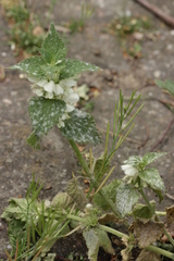 Neoerysiphe galeopsidis