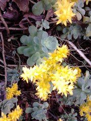 Sedum palmeri