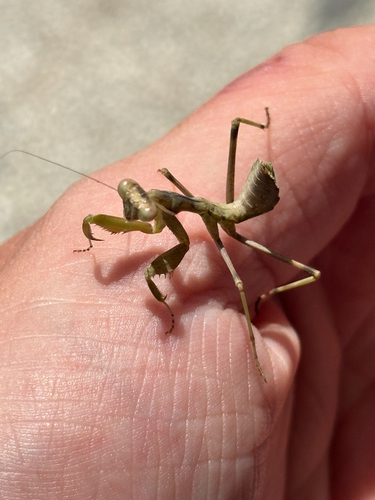Giant African Mantis