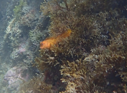 Ringneck Blenny