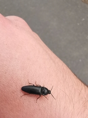 Melanotus punctolineatus