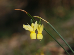 Narcissus triandrus