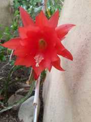 Disocactus