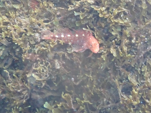 Zvonimir's Blenny