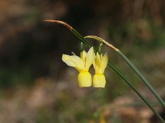 Narcissus triandrus