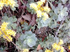 Sedum palmeri