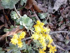 Sedum palmeri