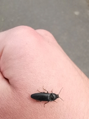 Melanotus punctolineatus