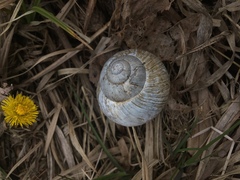 Helix pomatia