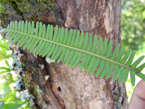 Pecluma plumula, photograph 1
