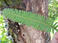 Pecluma plumula, photograph (c) Alexis López Hernández, some rights reserved (CC BY)