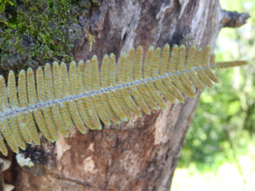 Pecluma plumula, photograph 2