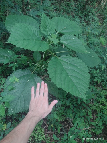 Urera baccifera
