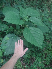 Urera baccifera