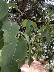 Ehretia latifolia