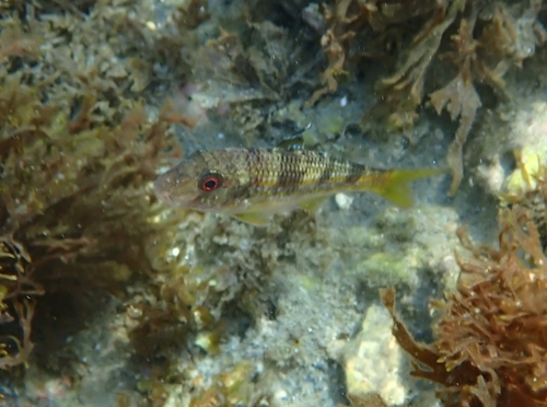 Striped Red Mullet