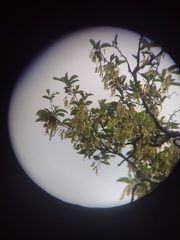 Ruprechtia apetala