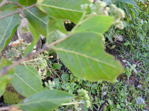 Rogiera amoena, photograph 1