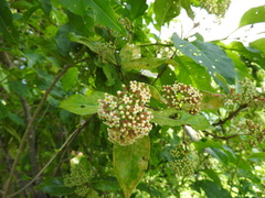Rogiera amoena