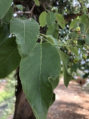 Ehretia latifolia